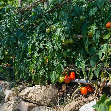 Séjour à la campagne 4 Creativity - Coliving Calabria Montalto Uffugo